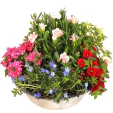 Garden plant bowl Ã˜ approx. 30cm (Fathers Day Summer garden plants bowl  approx. 30cm)